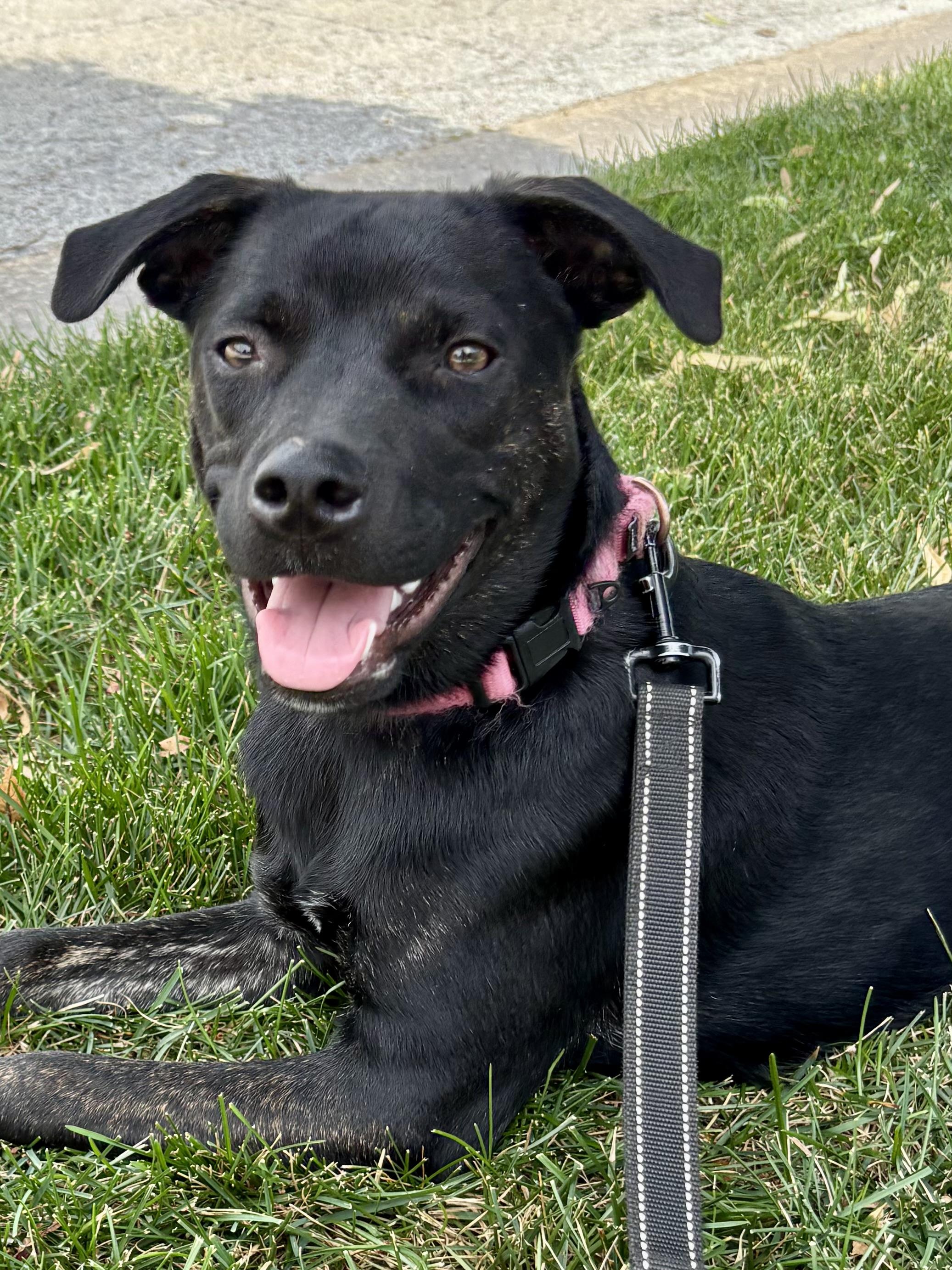 Enlarge Papi, an adoptable mixed breed in Orland Park, IL image 4/6