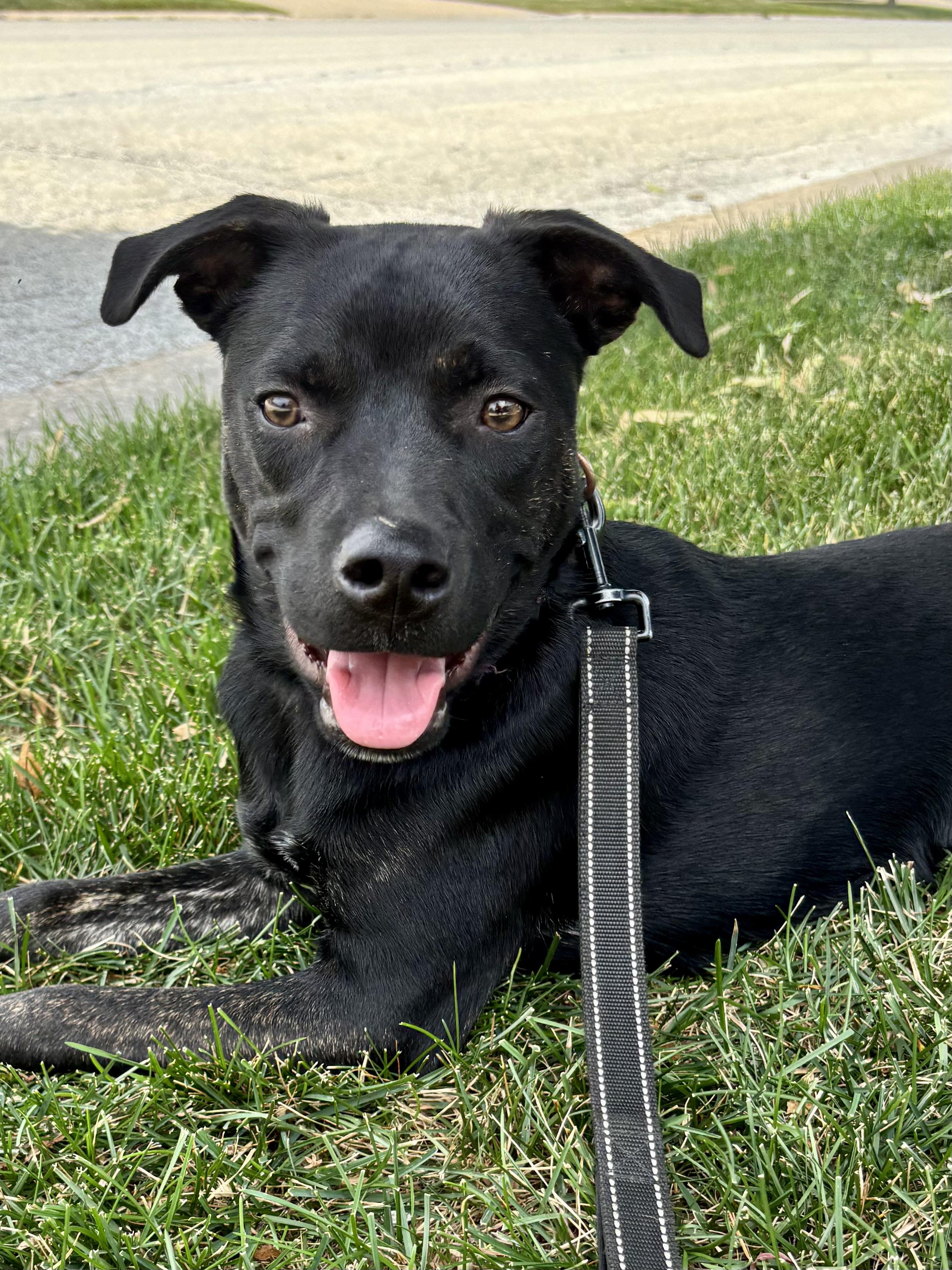 Enlarge Papi, an adoptable mixed breed in Orland Park, IL image 5/6