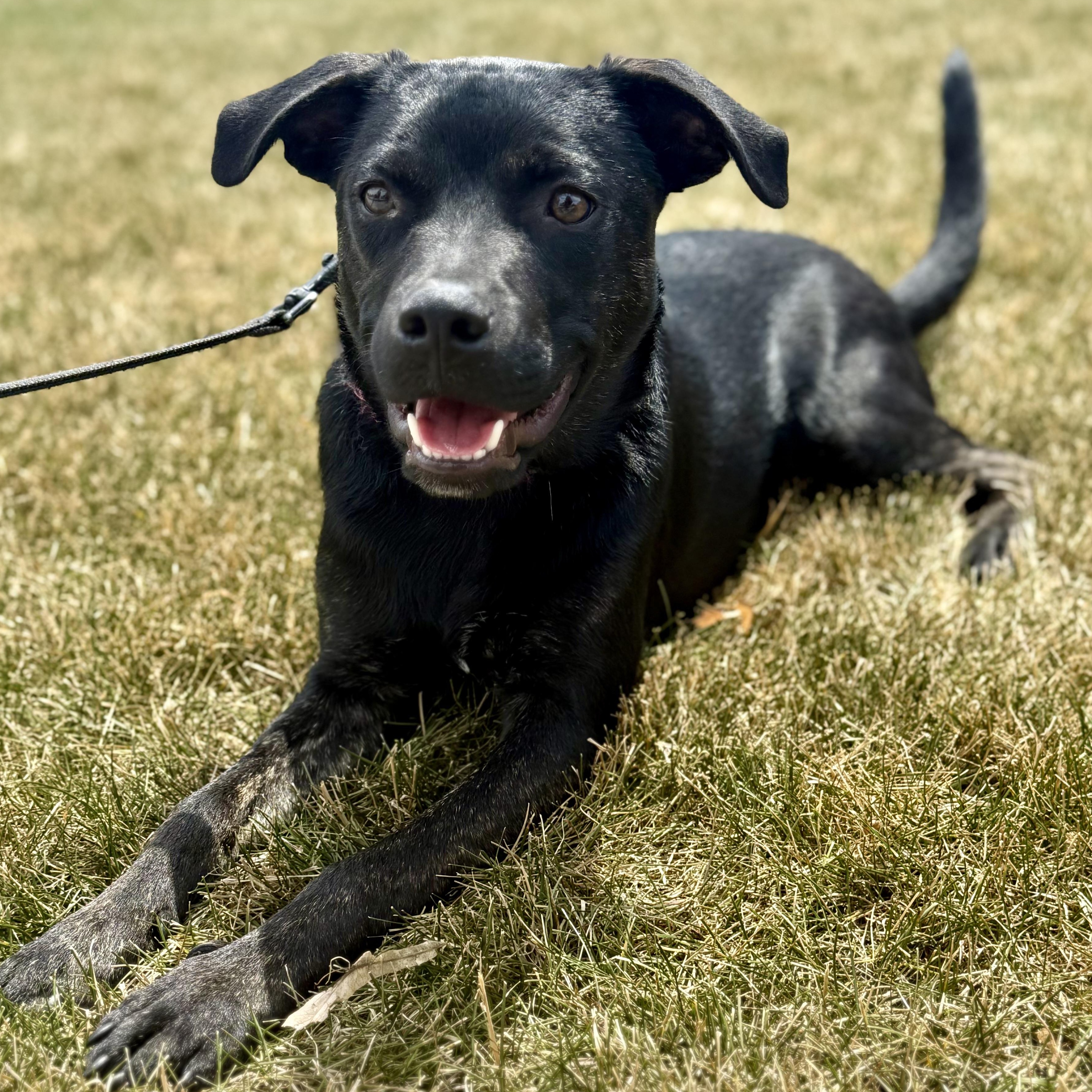Papi, adoptable, Young Male Pit Bull Terrier.