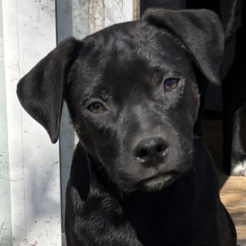 Enlarge Papi, an adoptable mixed breed in Orland Park, IL image 6/6