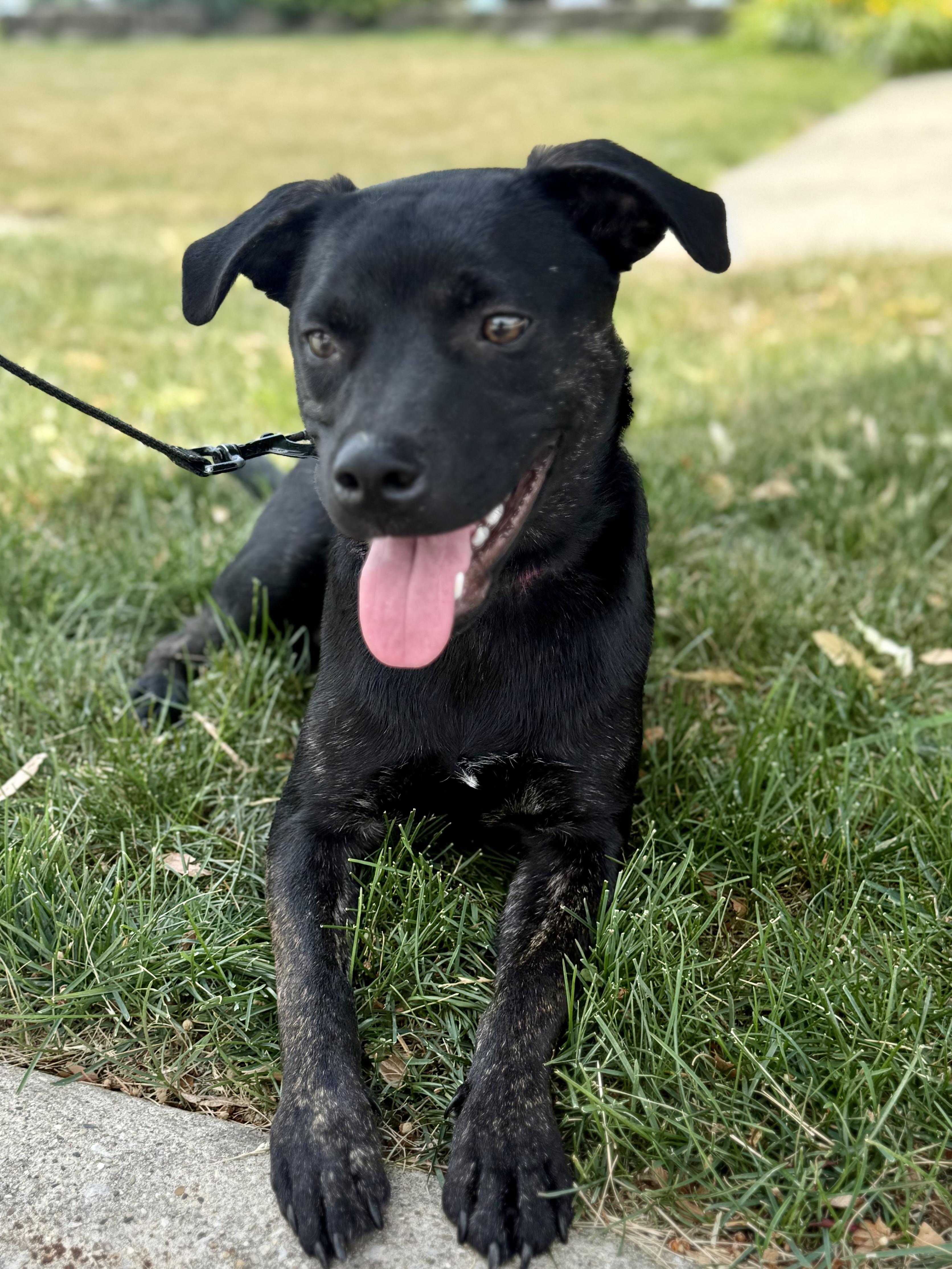 Enlarge Papi, an adoptable mixed breed in Orland Park, IL image 2/6