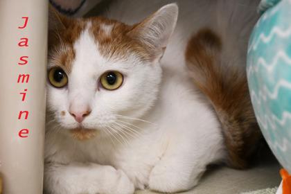 Jasmine, Adoptable, Adult Female Domestic Short Hair & Domestic Short Hair.