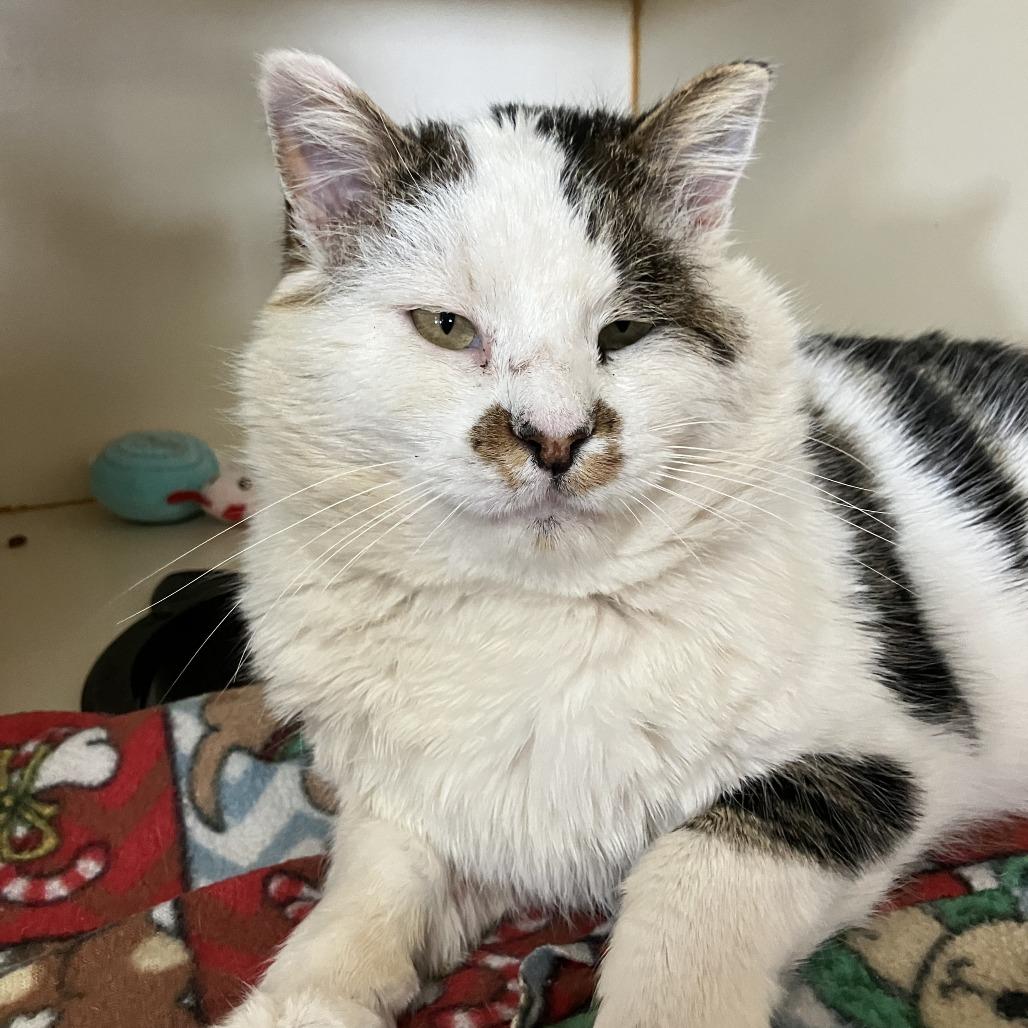 Enlarge Meatloaf, a Adoptable Domestic Short Hair in Idaho Falls, ID image 1/3