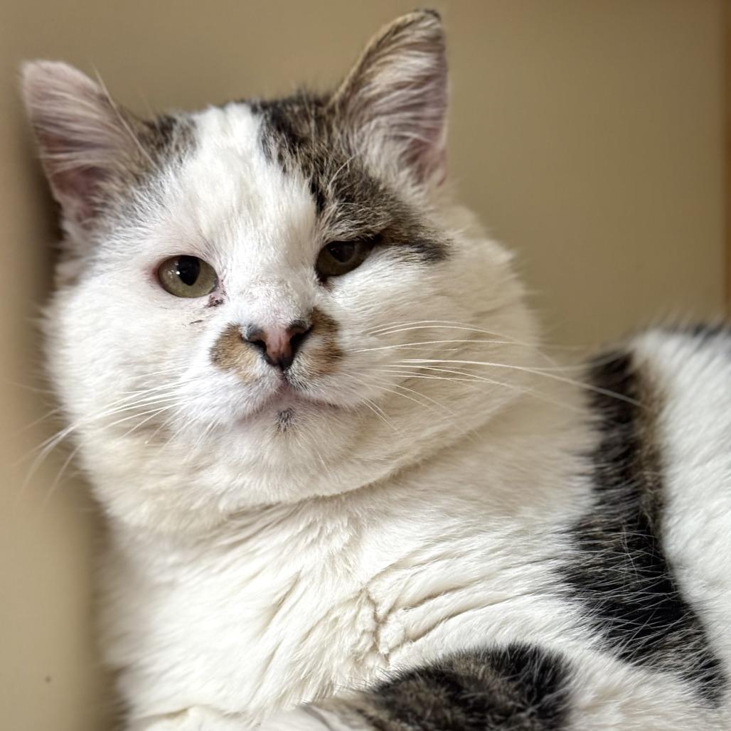 Meatloaf, Adoptable, Adult Male Domestic Short Hair.