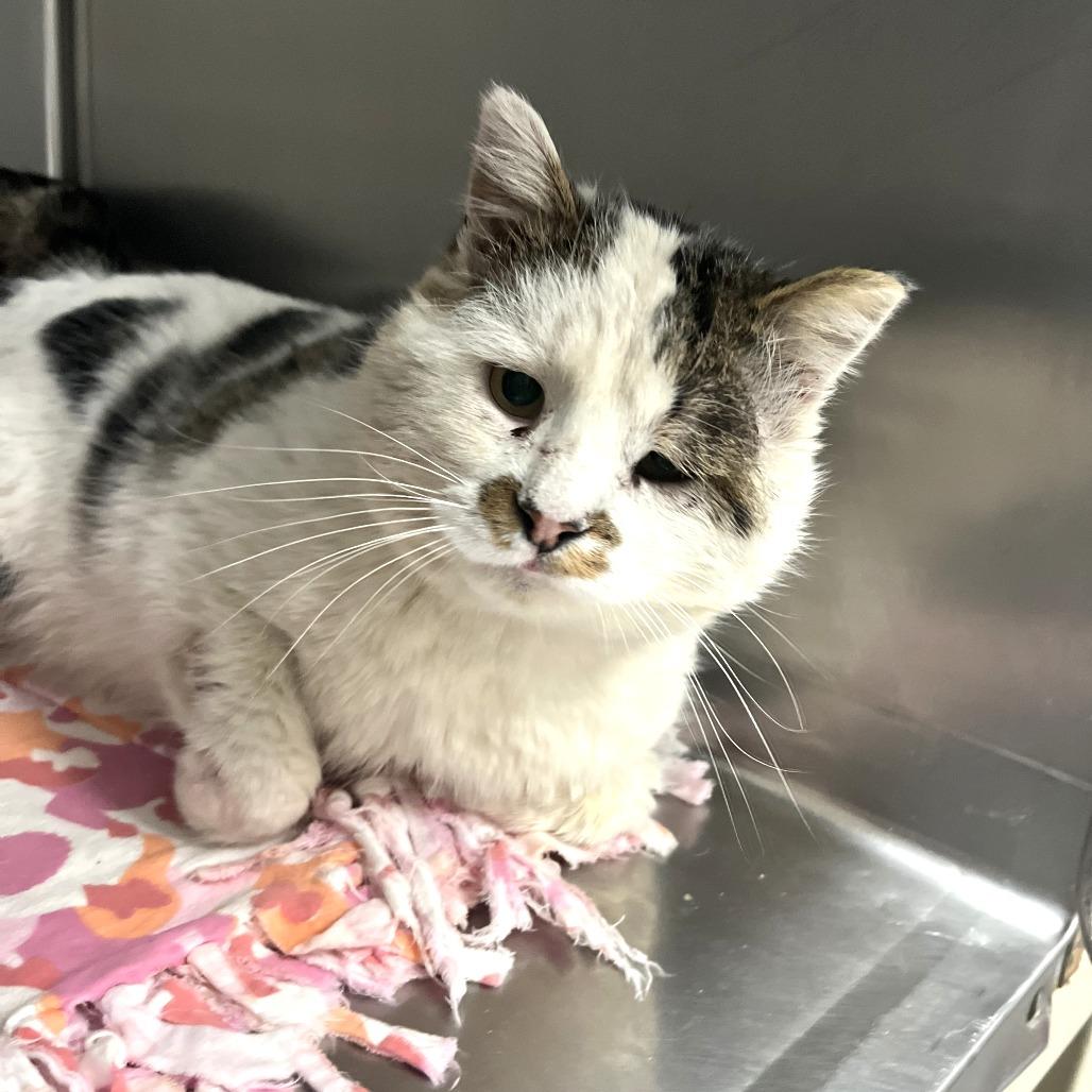 Enlarge Meatloaf, a Adoptable Domestic Short Hair in Idaho Falls, ID image 2/3