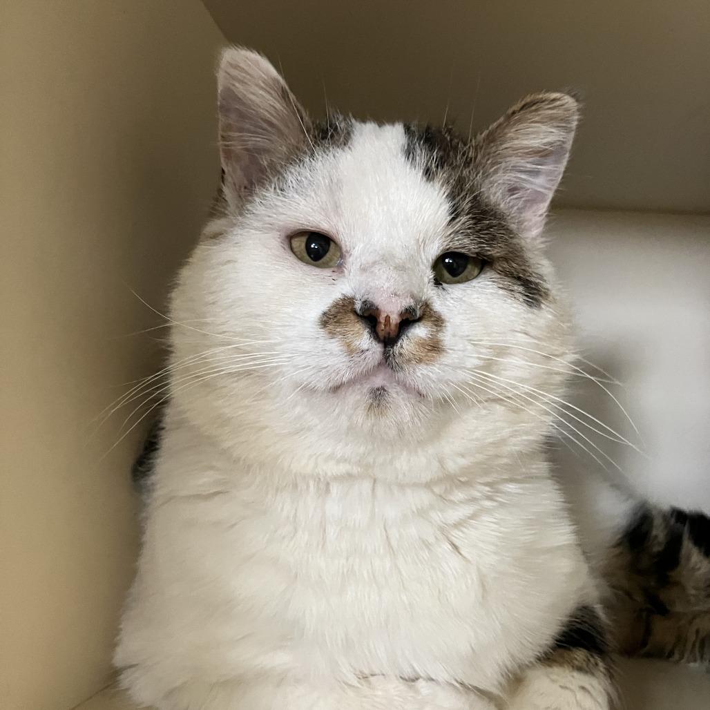 Enlarge Meatloaf, a Adoptable Domestic Short Hair in Idaho Falls, ID image 2/2