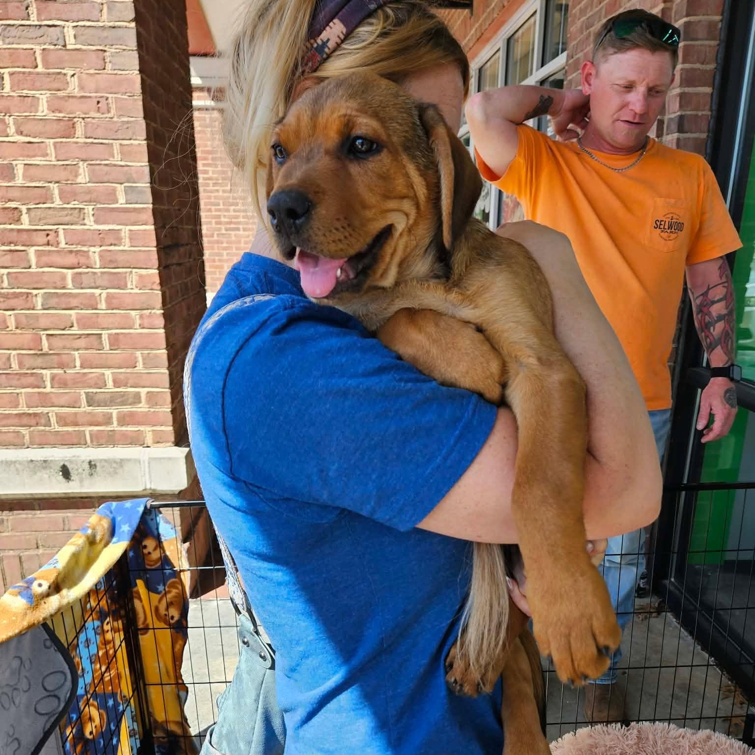 Enlarge Zeus - handsome baby boy, son of Gaia!, a Adoptable mixed breed in Buford, GA image 3/6