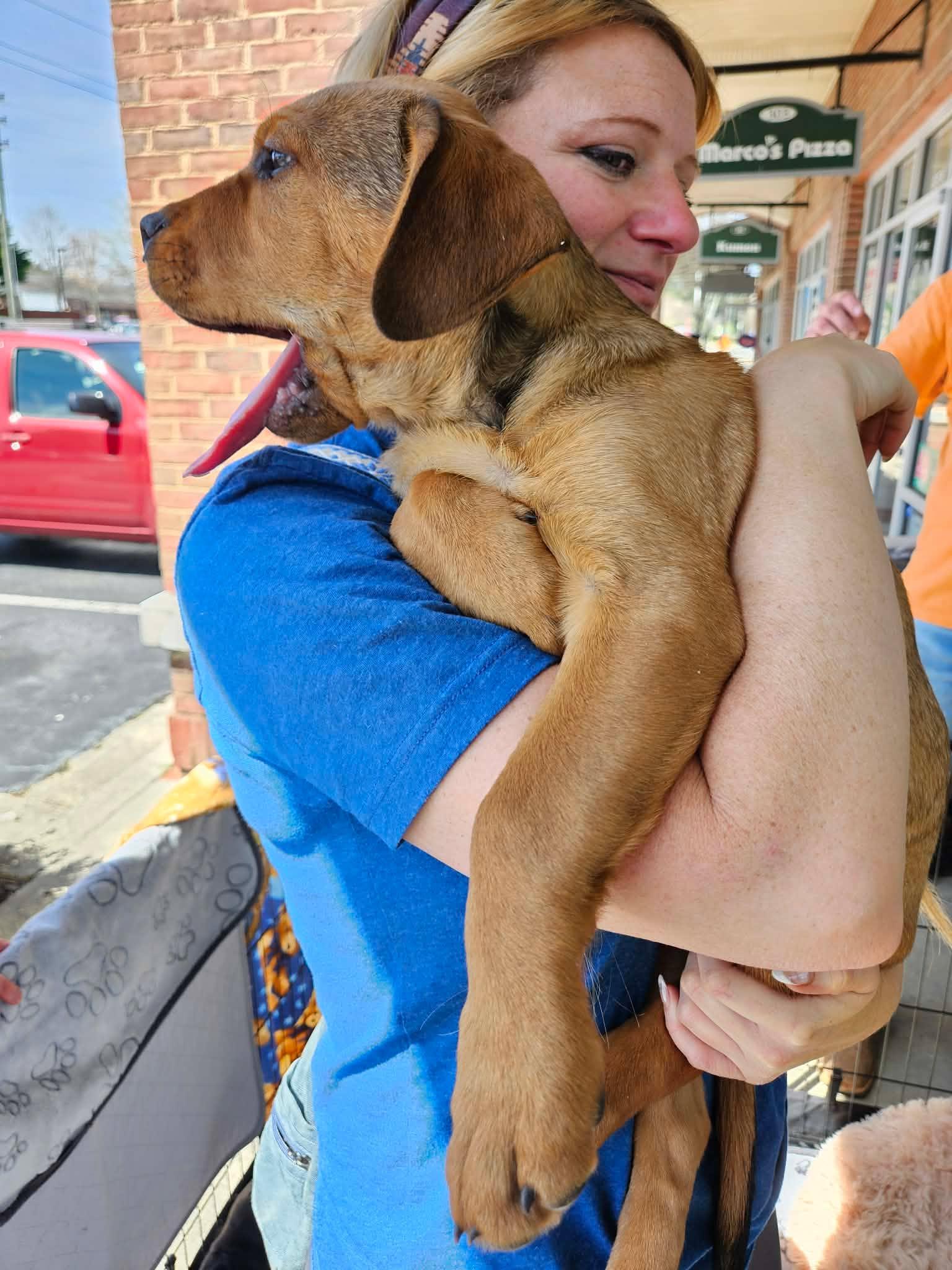 Enlarge Zeus - handsome baby boy, son of Gaia!, a Adoptable mixed breed in Buford, GA image 2/6