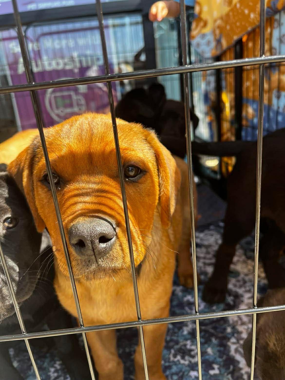 Enlarge Zeus - handsome baby boy, son of Gaia!, a Adoptable mixed breed in Buford, GA image 5/6