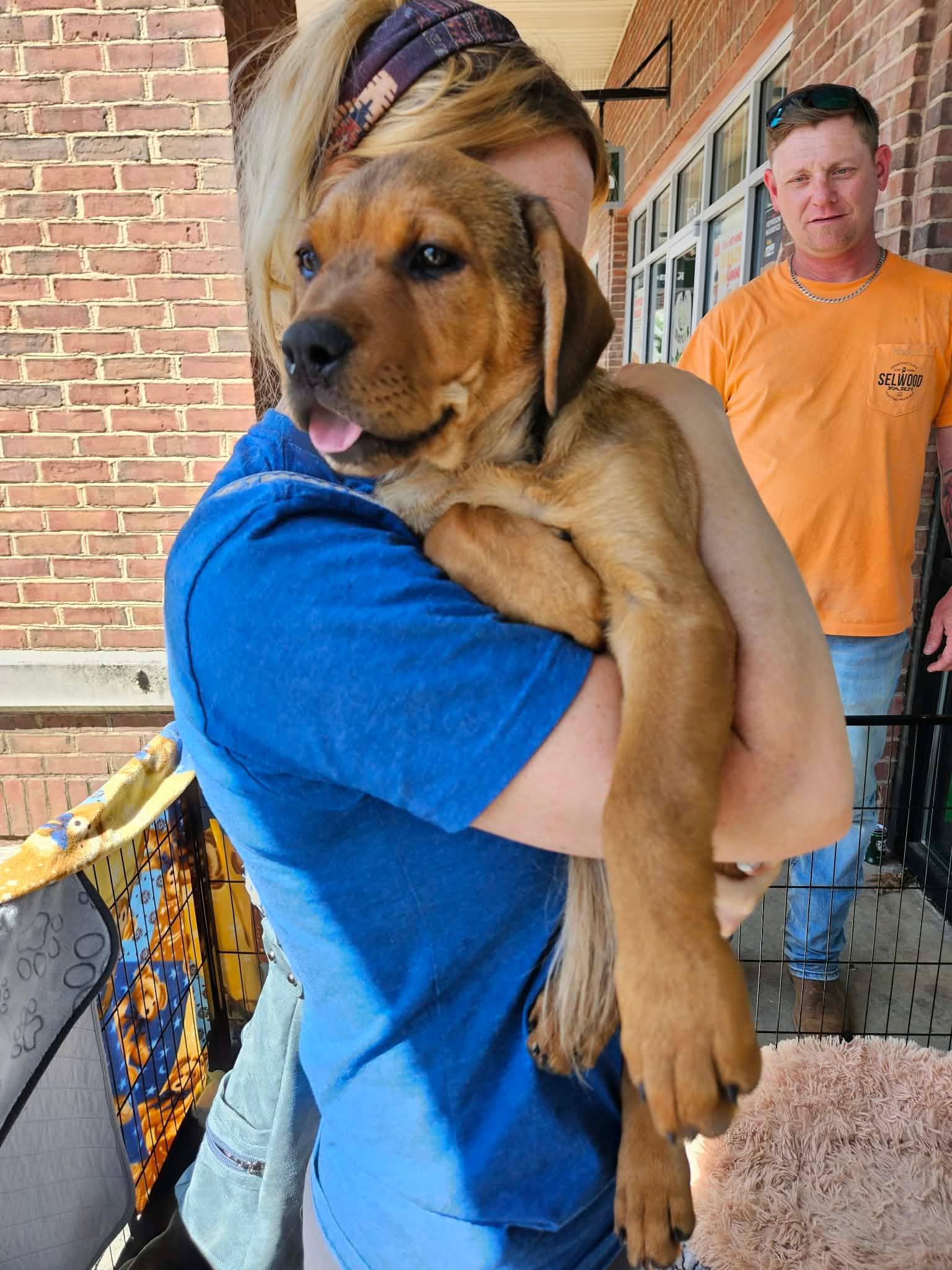 Enlarge Zeus - handsome baby boy, son of Gaia!, a Adoptable mixed breed in Buford, GA image 4/6