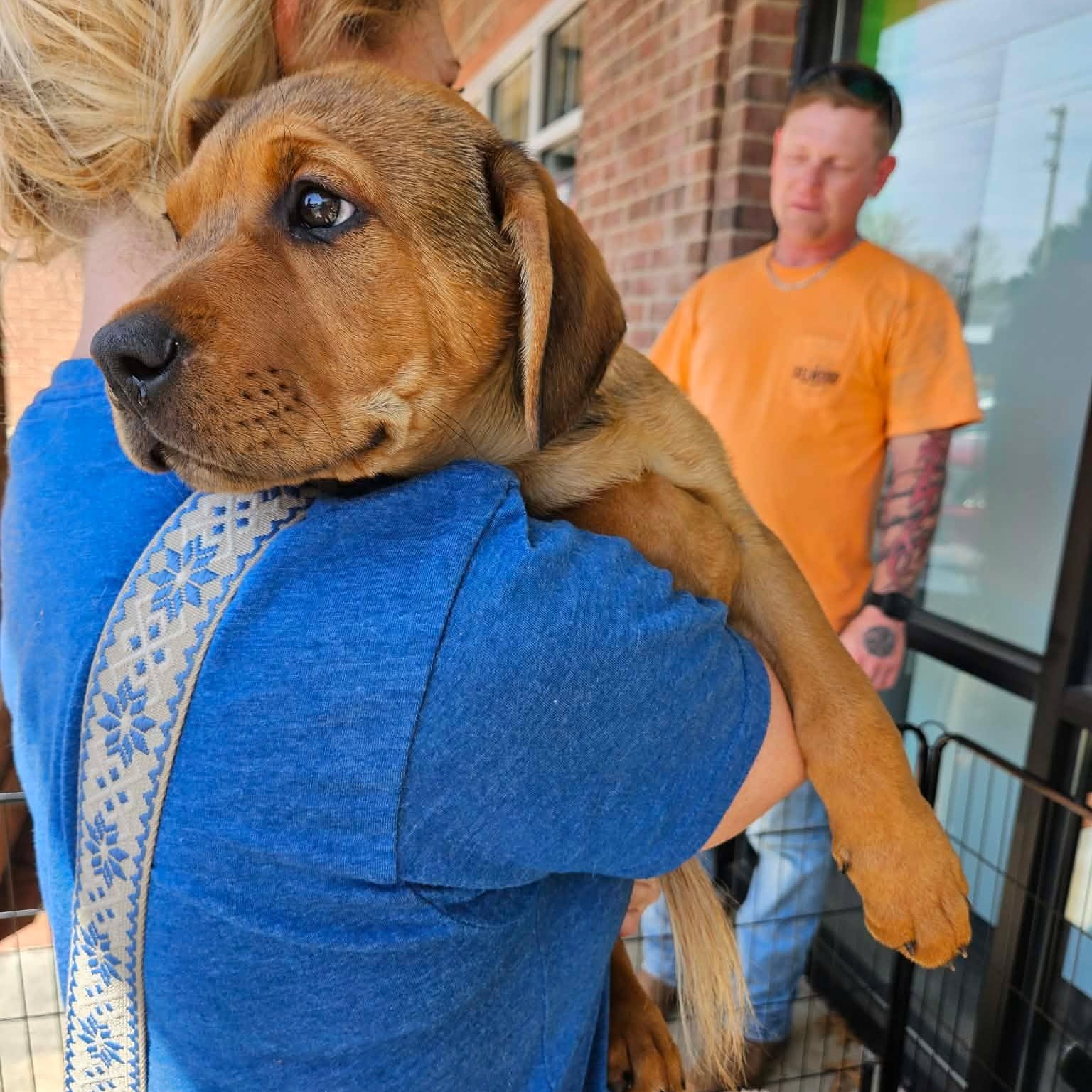 Zeus - handsome baby boy, son of Gaia!, Adoptable, Puppy Male Rhodesian Ridgeback & Hound.