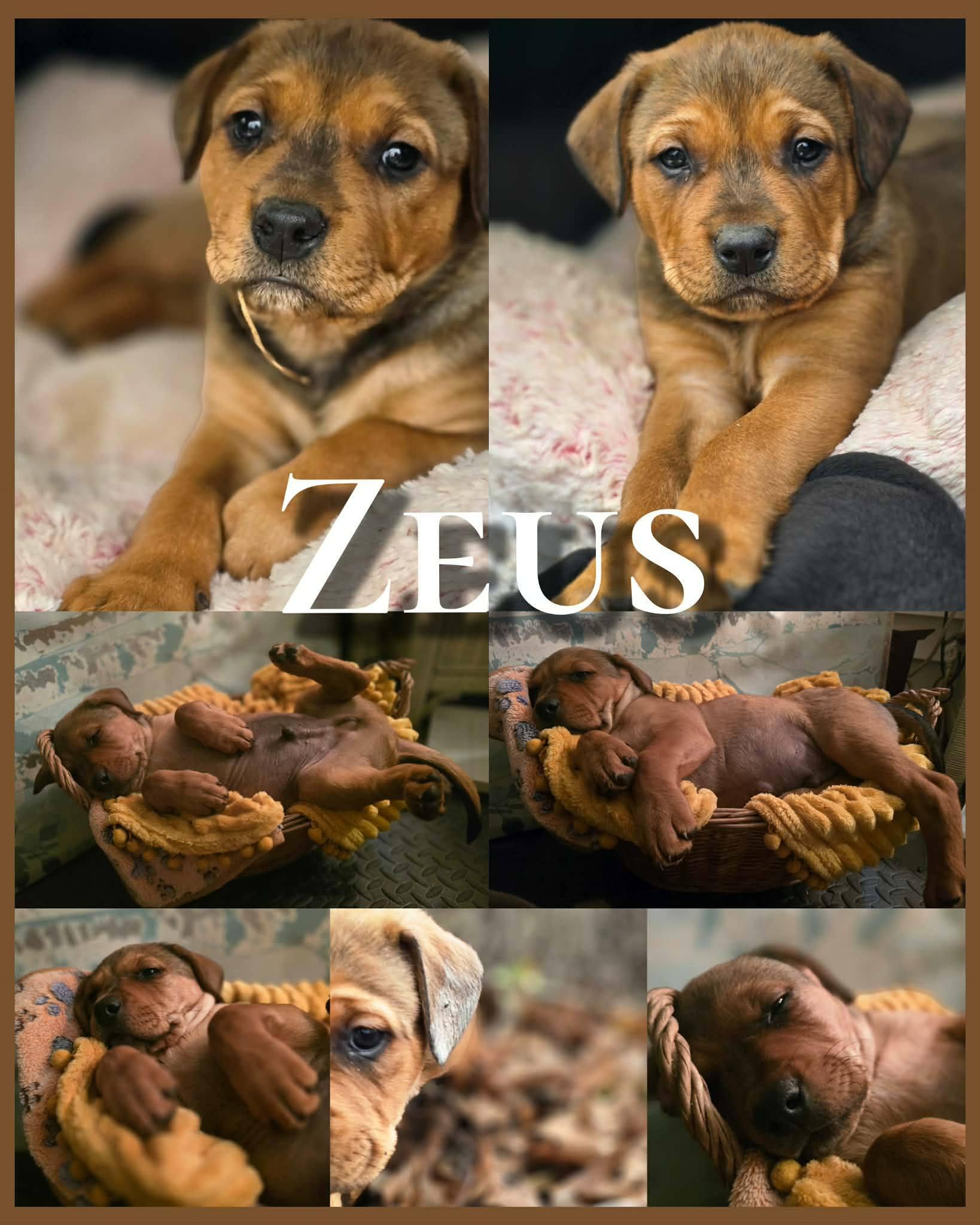 Enlarge Zeus - handsome baby boy, son of Gaia!, a Adoptable mixed breed in Buford, GA image 6/6
