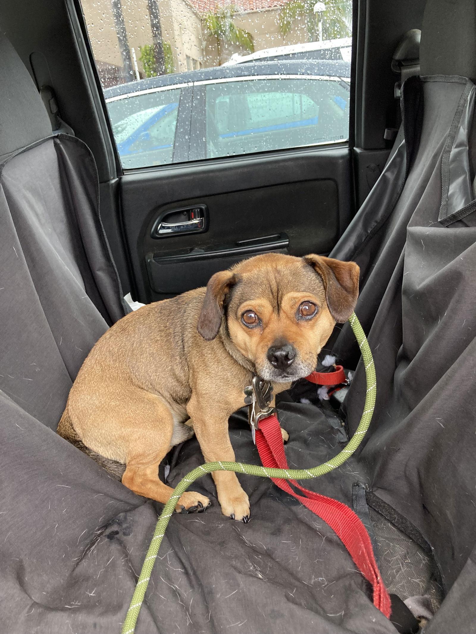 Pachuco, Adoptable, Adult Male Chihuahua & Pug.