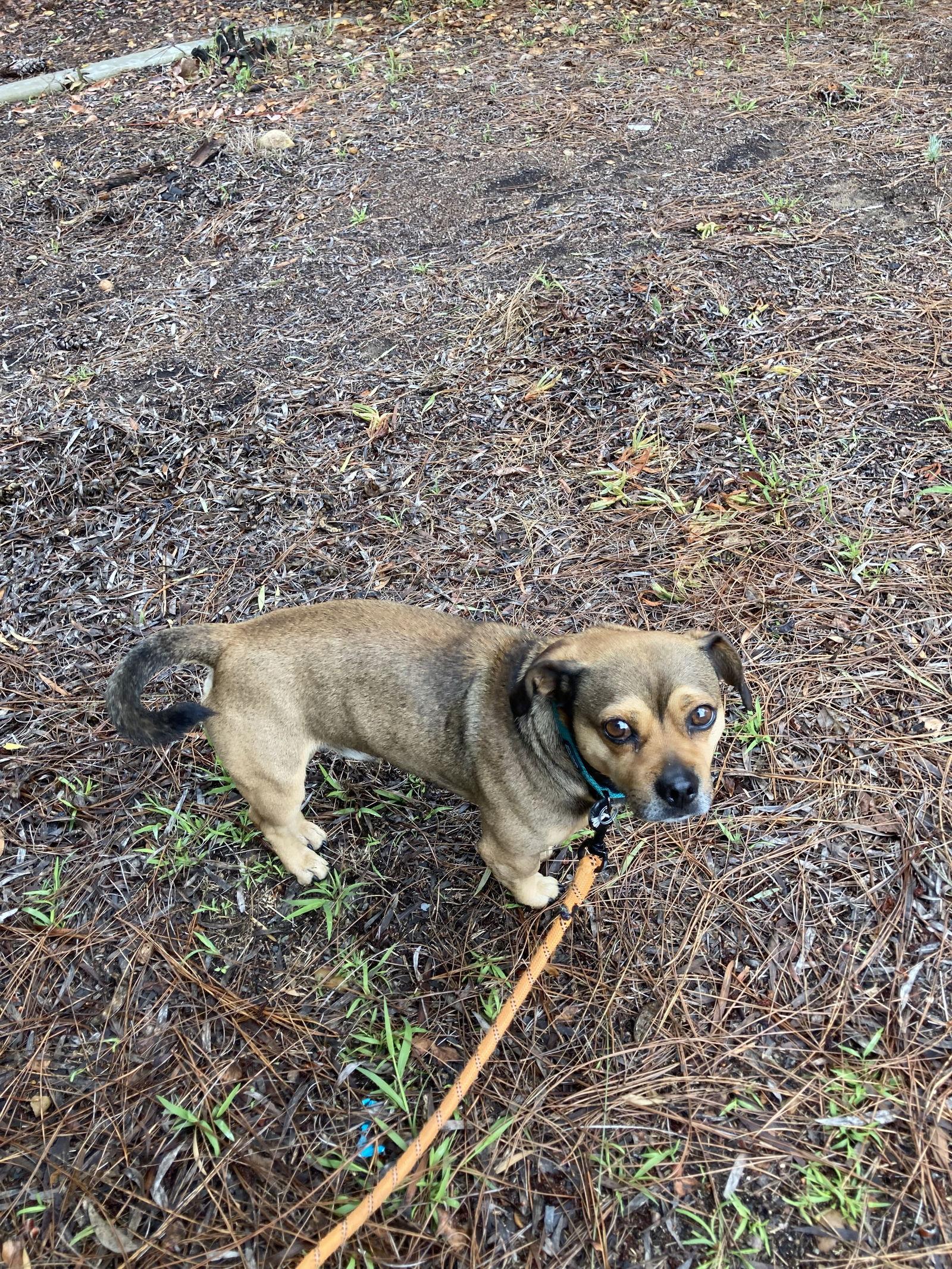 Pachuco, a Adoptable mixed breed in San Diego, CA image 2/3