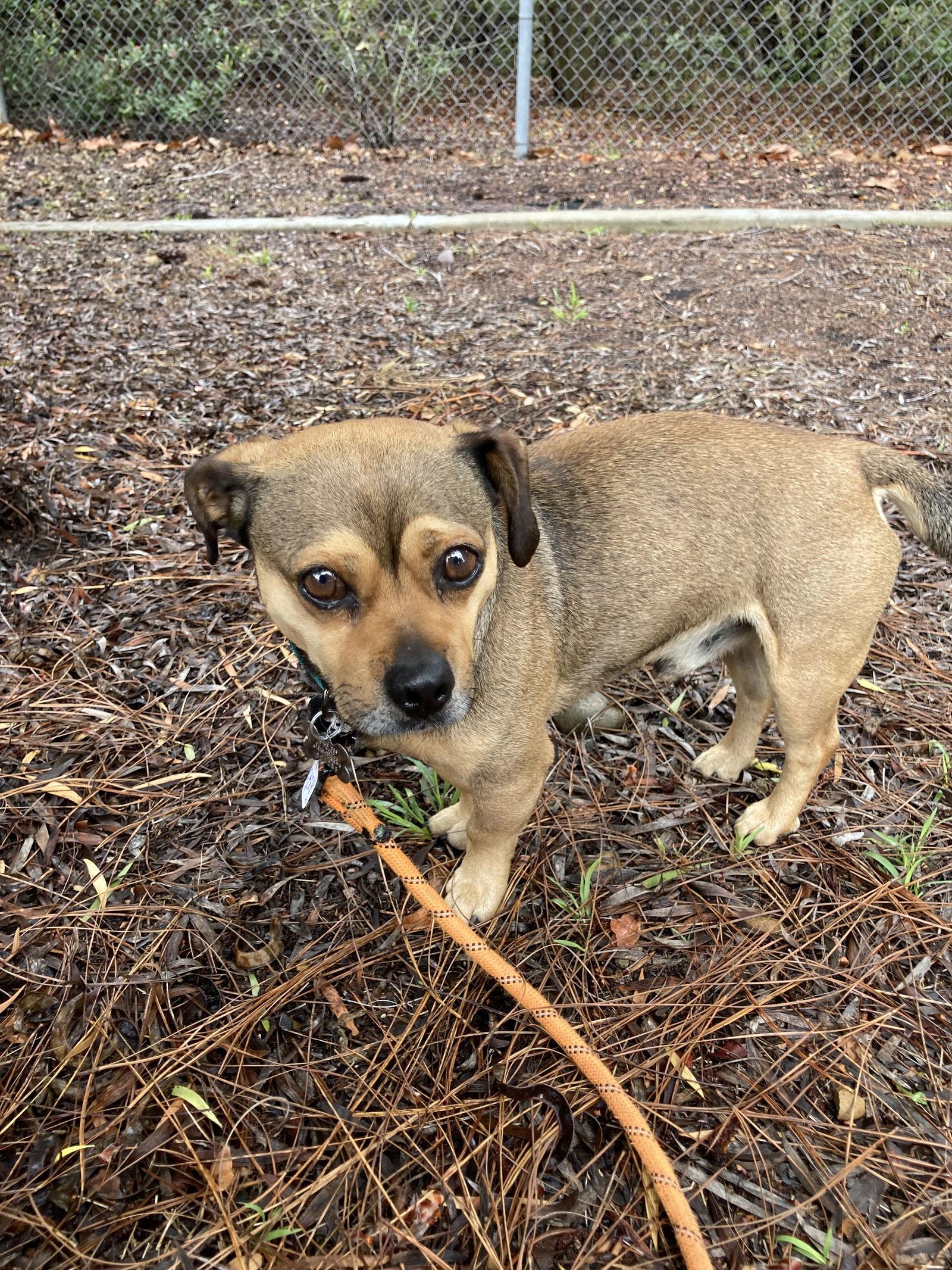 Pachuco, a Adoptable mixed breed in San Diego, CA image 3/3