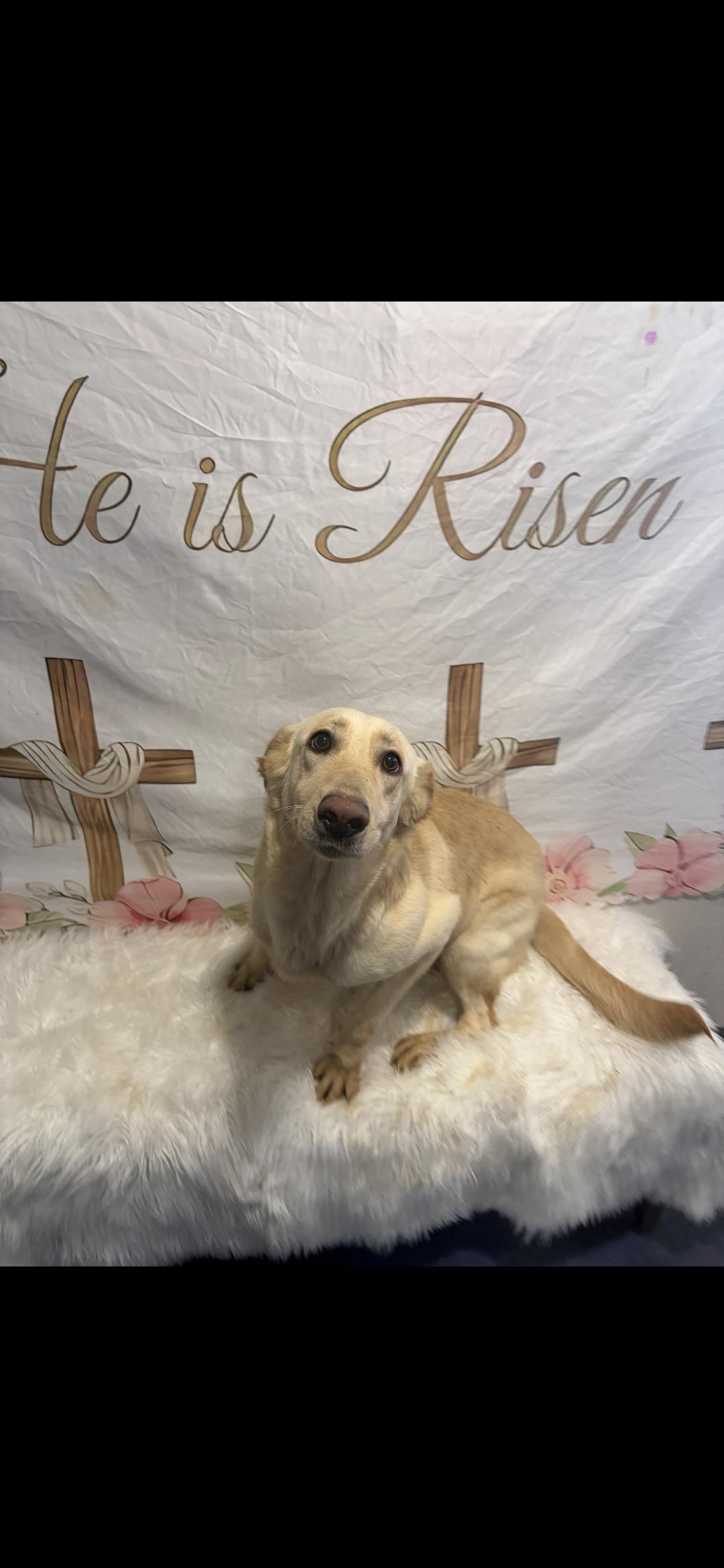 Biscuit , ADOPTABLE, Adult Female Yellow Labrador Retriever.