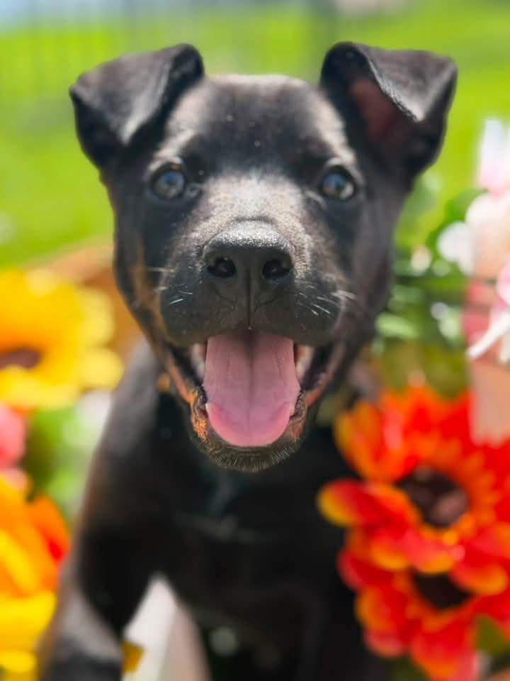 Enlarge Onyx, an adopted mixed breed in Grand Island, NE image 2/4