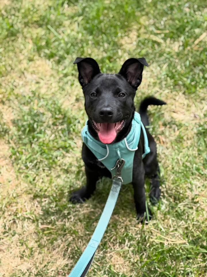 Enlarge Onyx, an adopted mixed breed in Grand Island, NE image 4/4
