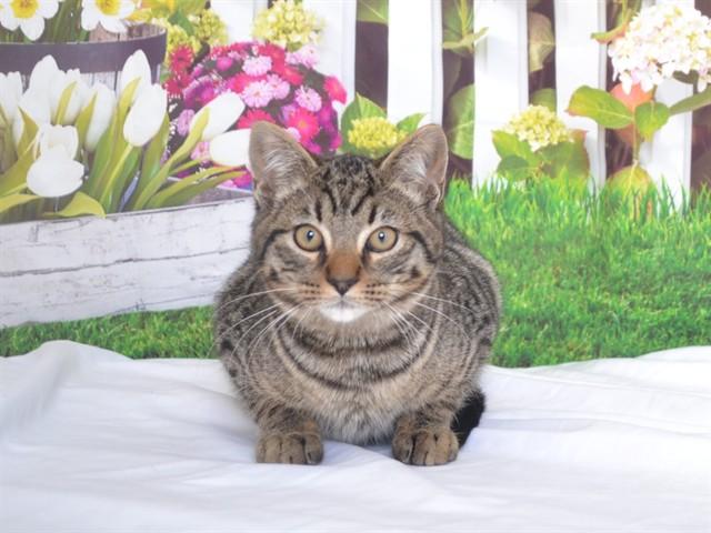 JERRY, Adoptable, Kitten Male Domestic Short Hair.