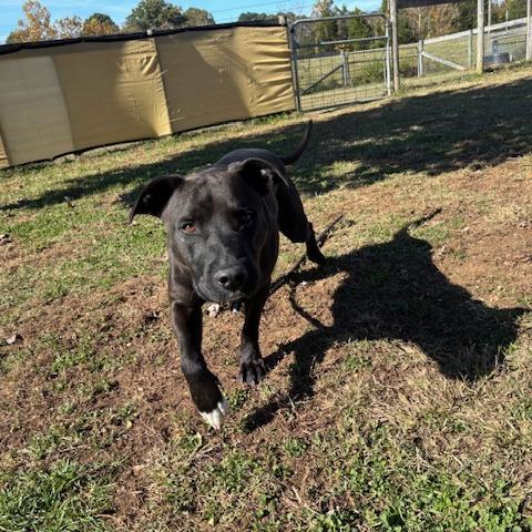 Enlarge Shoes, a Adoptable Mixed Breed image 2/5