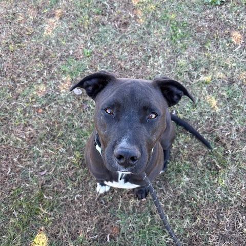 Enlarge Shoes, a Adoptable Mixed Breed image 3/5