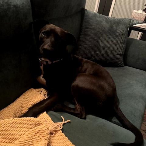 Enlarge Shoes, a Adoptable Mixed Breed image 4/5