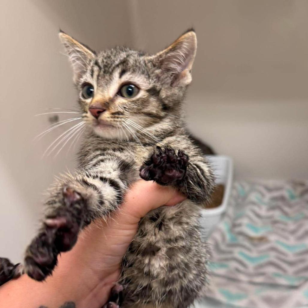 Vesper, Adoptable, Kitten Male Domestic Short Hair.