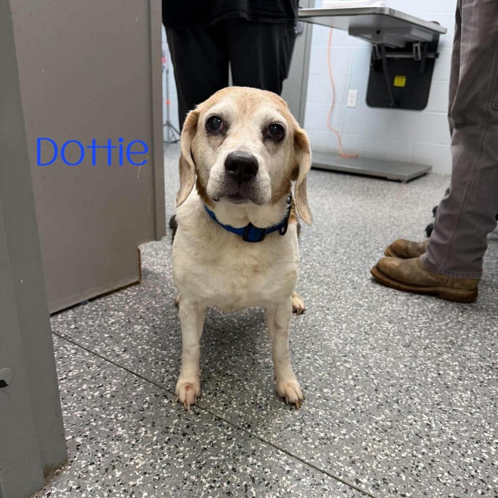 Dottie photo
