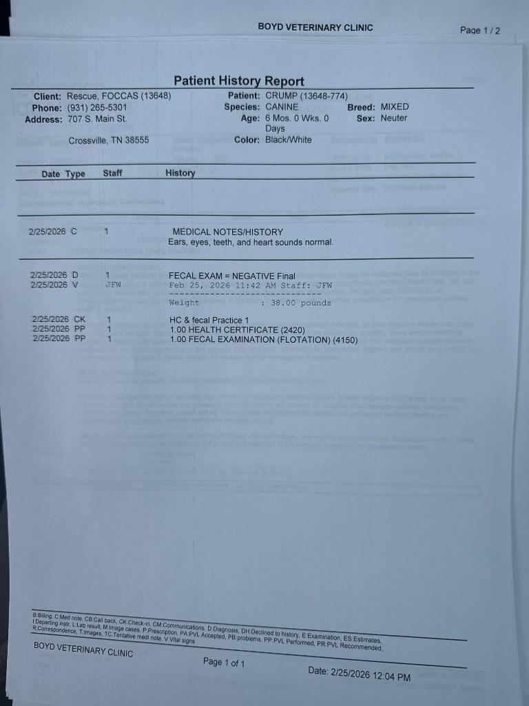 Crump, Adopted, Puppy Female Cattle Dog & Labrador Retriever.