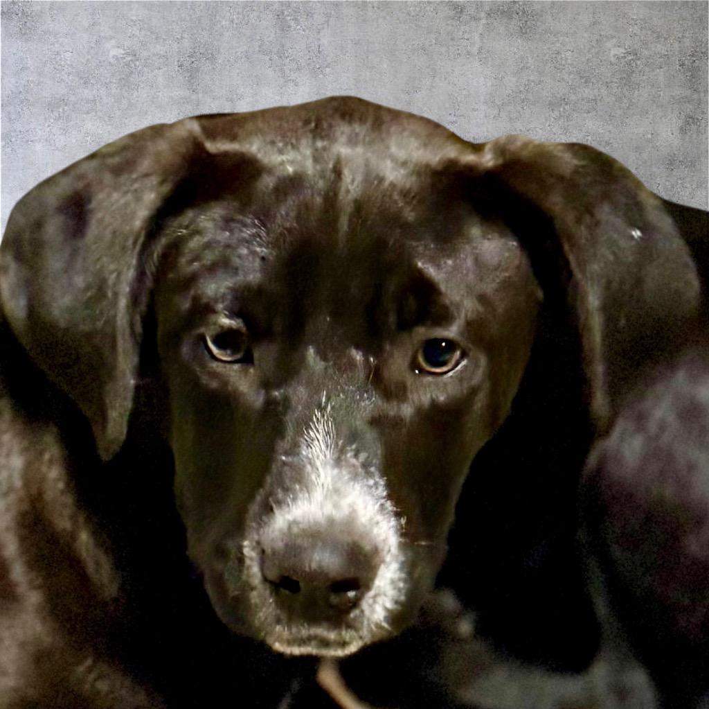 Crump, a Adopted mixed breed in Crossville, TN image 2/6