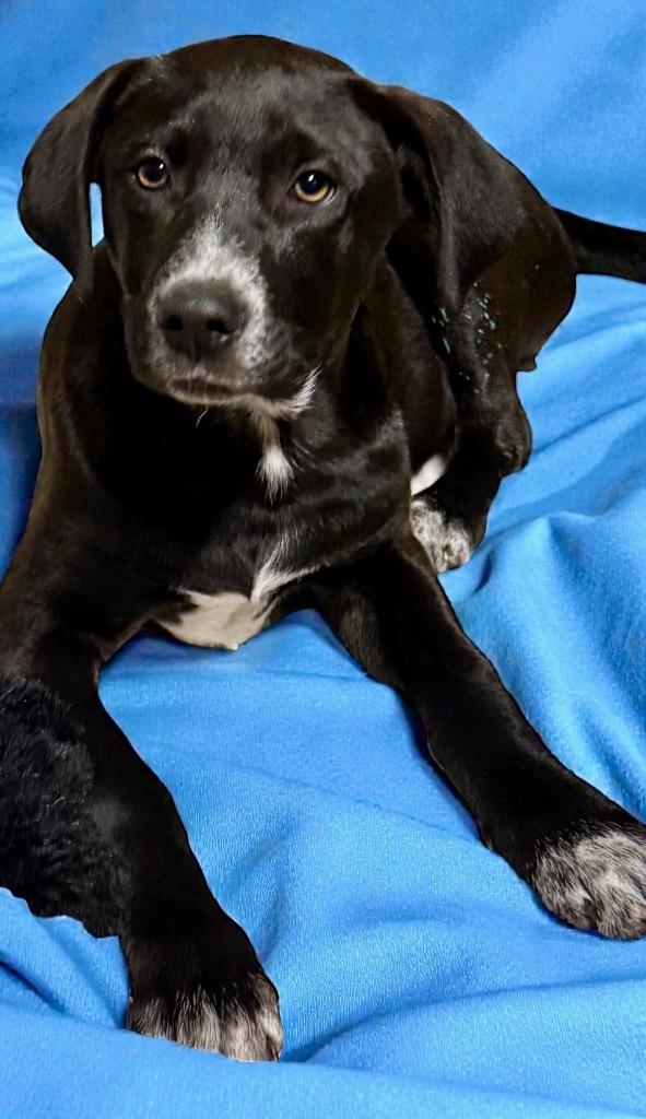 Crump, a Adopted mixed breed in Crossville, TN image 3/6