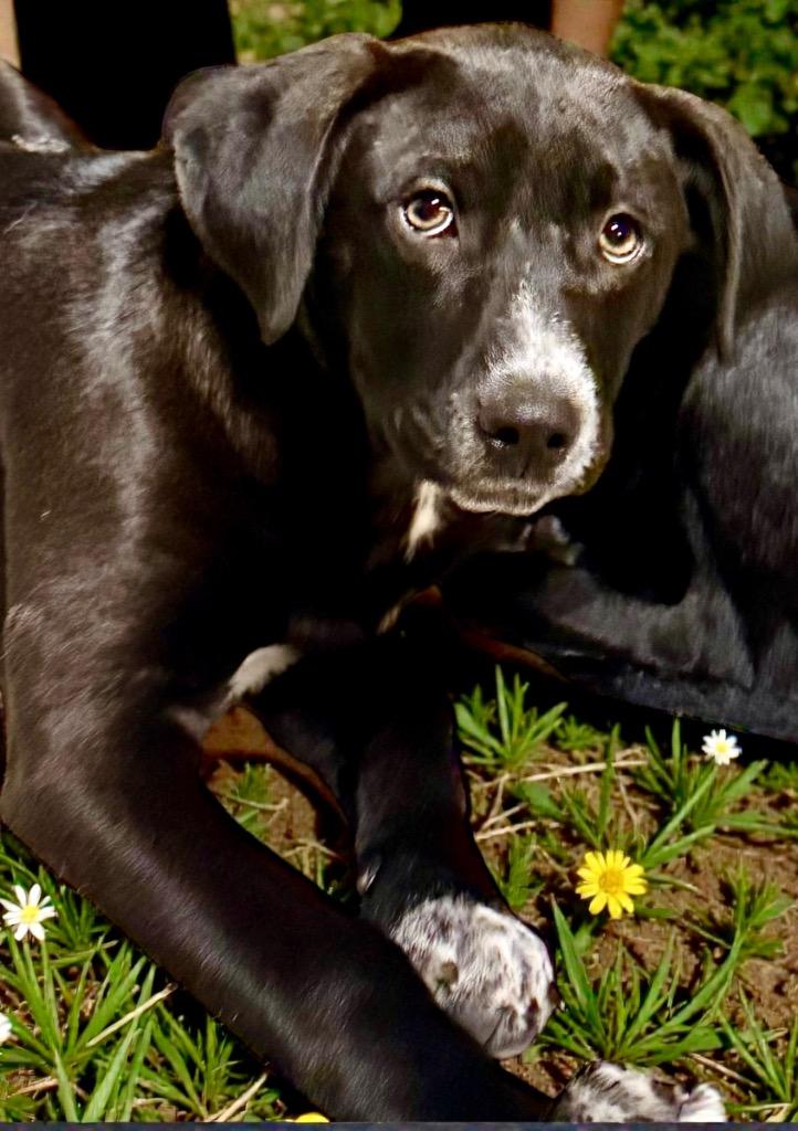 Crump, a Adopted mixed breed in Crossville, TN image 4/6