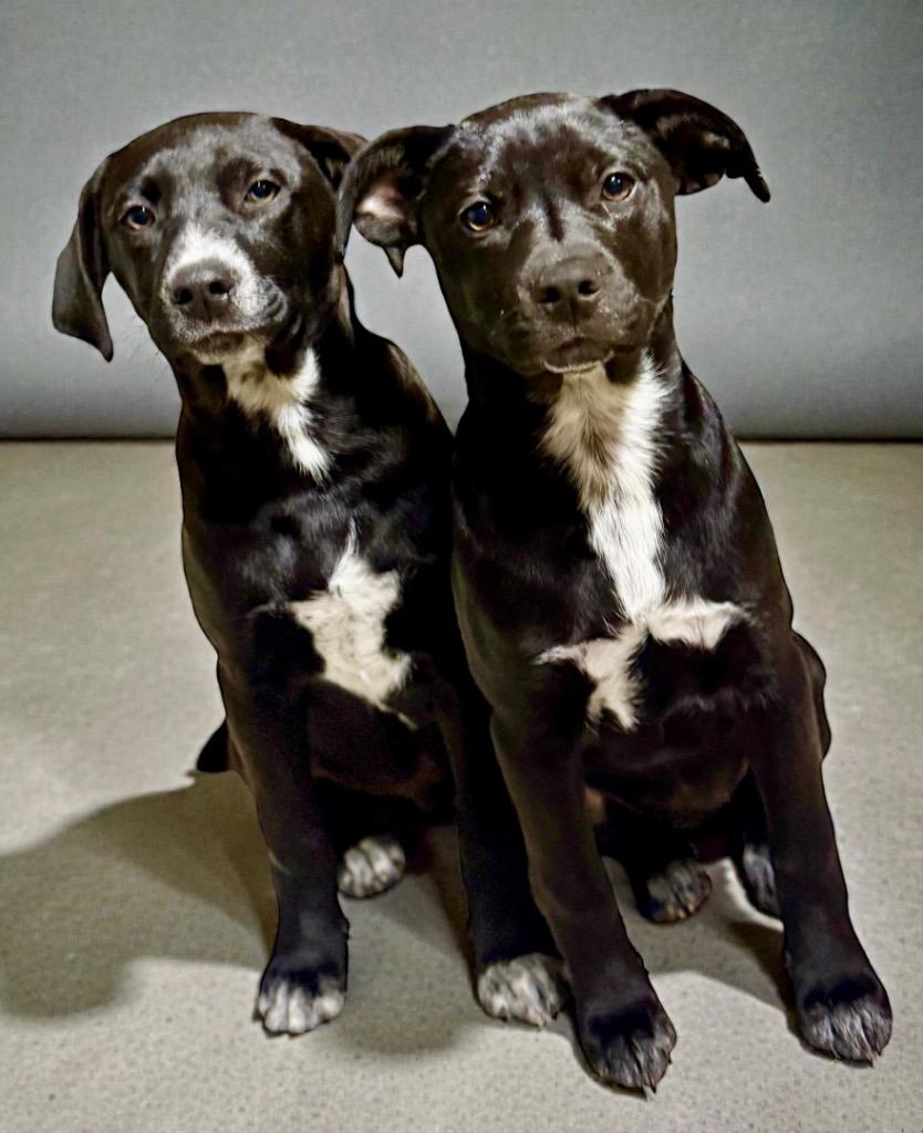 Crump, a Adopted mixed breed in Crossville, TN image 6/6