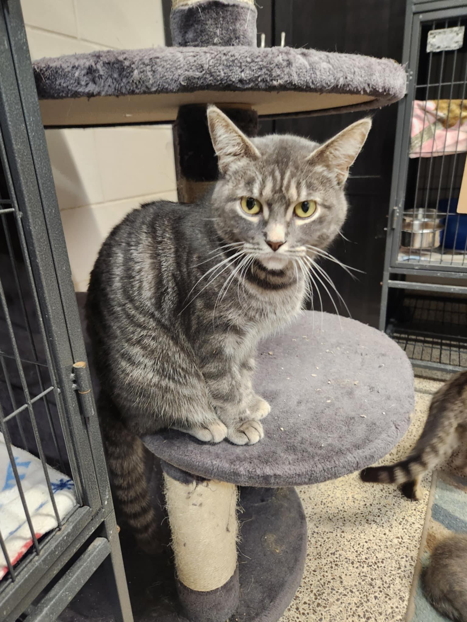 Enlarge Eva, a Adoptable Domestic Short Hair in Caro, MI image 1/3