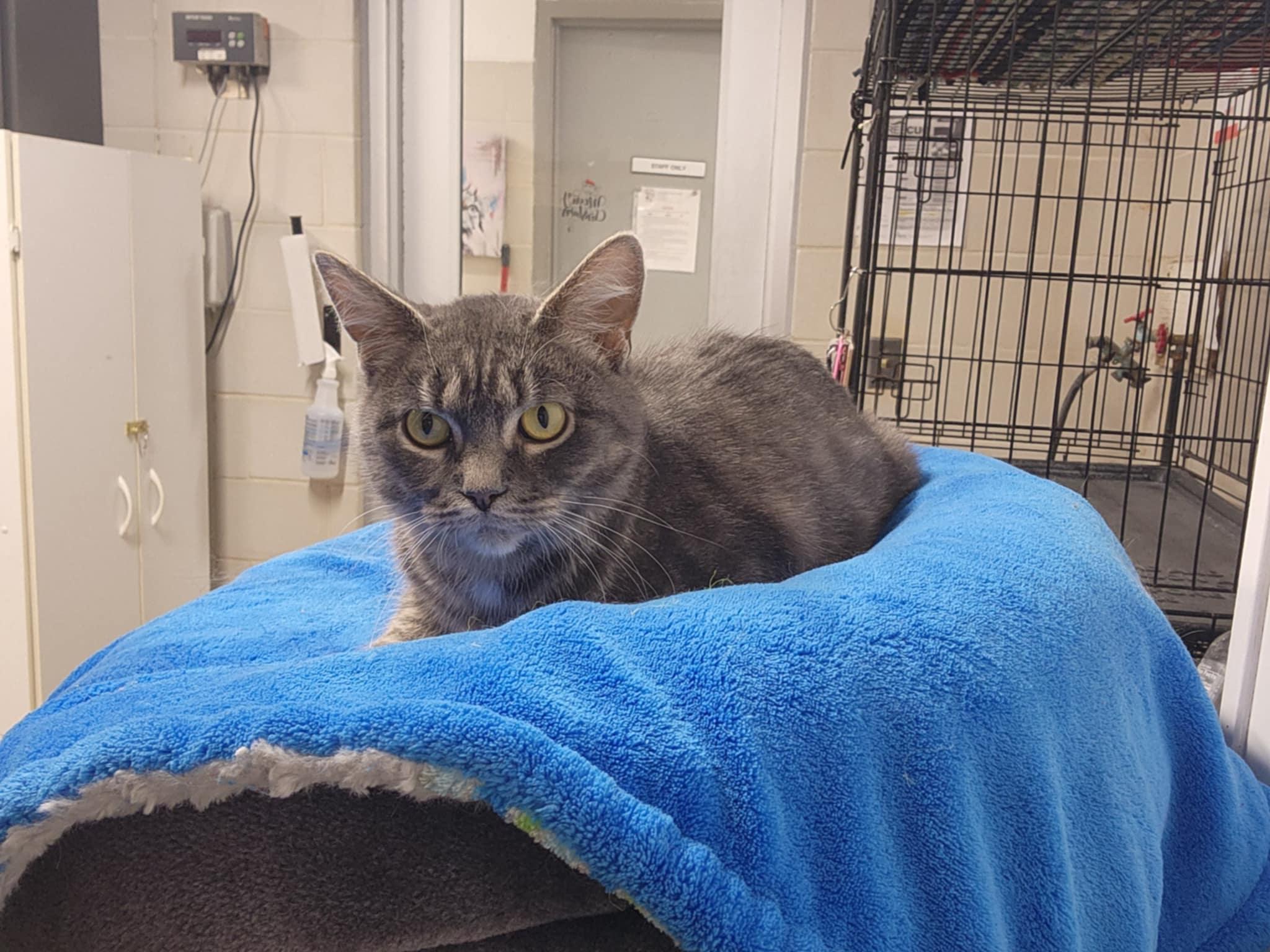 Enlarge Eva, a Adoptable Domestic Short Hair in Caro, MI image 3/3