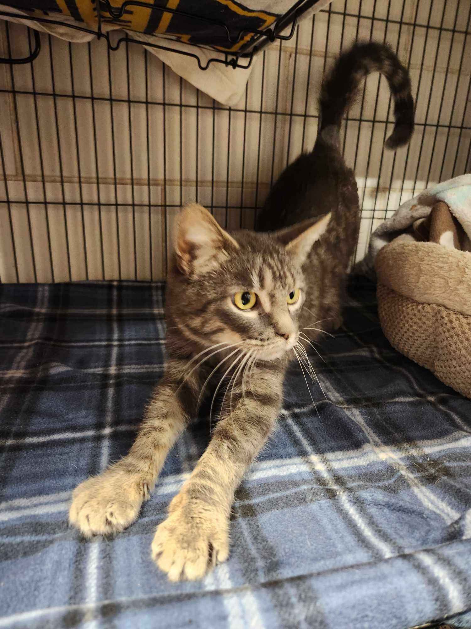 Enlarge Eva, a Adoptable Domestic Short Hair in Caro, MI image 2/3