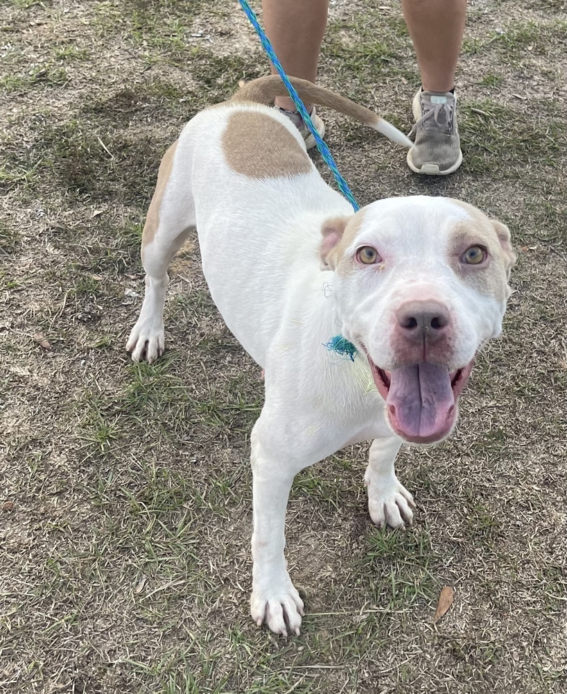 Tillie, Adult Female American Bulldog
