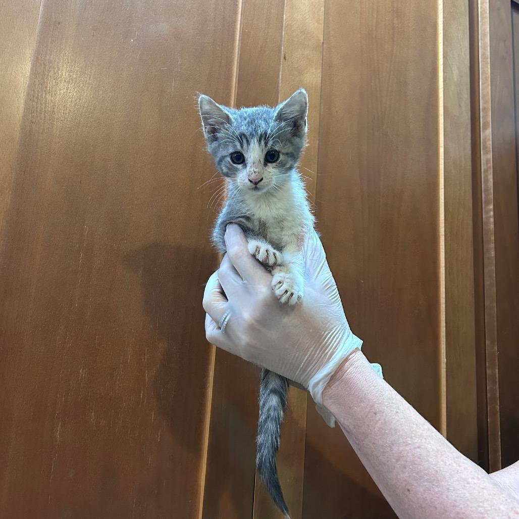 Tulip, a Adoptable Domestic Short Hair in Ashland, OR image 1/4