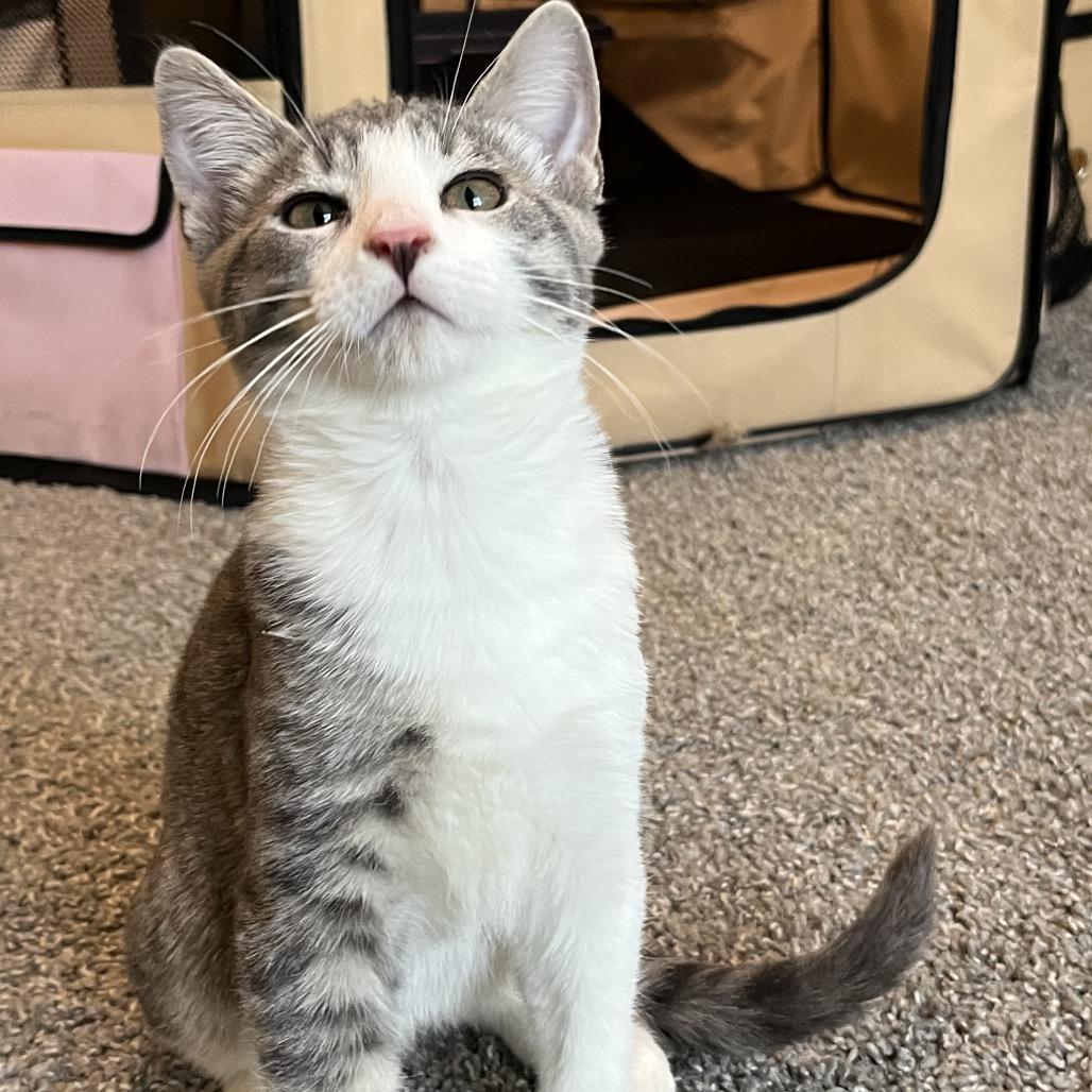 Tulip, a Adoptable Domestic Short Hair in Ashland, OR image 2/4