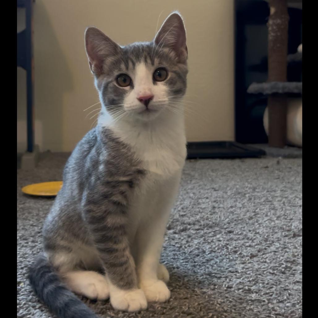Tulip, a Adoptable Domestic Short Hair in Ashland, OR image 3/4