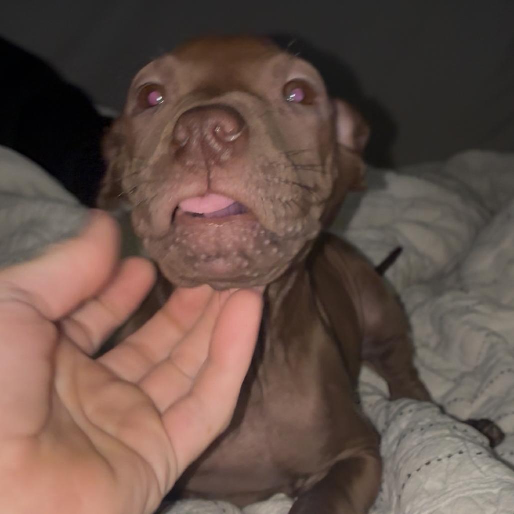 Rokka pup5, Adoptable, Puppy Female English Bulldog.