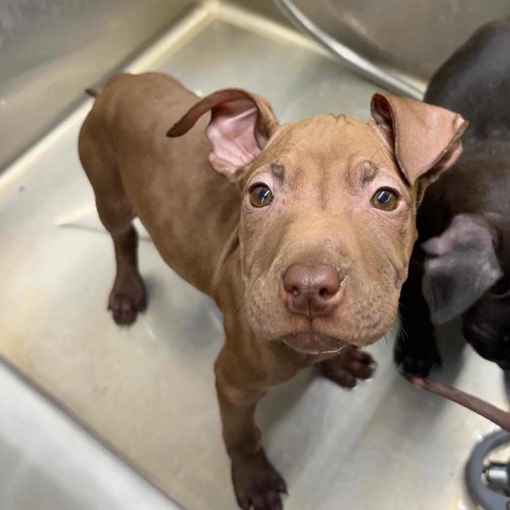 Rokka pup5, a Adoptable English Bulldog in Valdosta , GA image 2/3