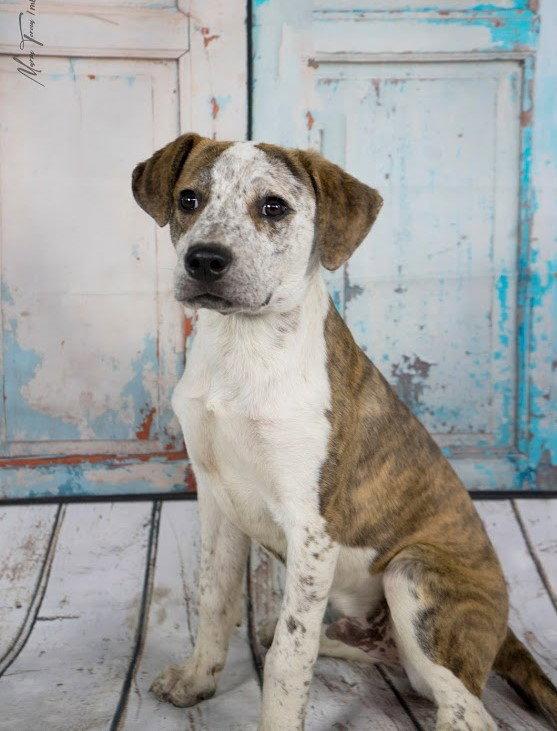 Parker. New name: Pickle, Adopted, Puppy Male Australian Cattle Dog / Blue Heeler.