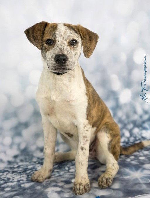 Enlarge Parker. New name: Pickle, a Adopted Australian Cattle Dog / Blue Heeler in Gretna, NE image 2/3
