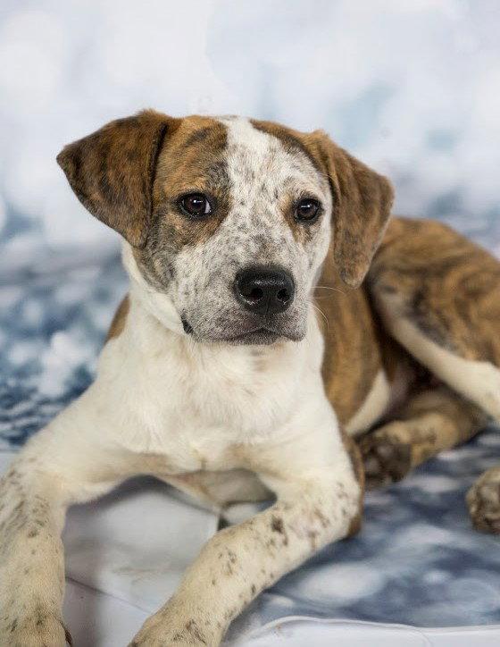 Enlarge Parker. New name: Pickle, a Adopted Australian Cattle Dog / Blue Heeler in Gretna, NE image 3/3