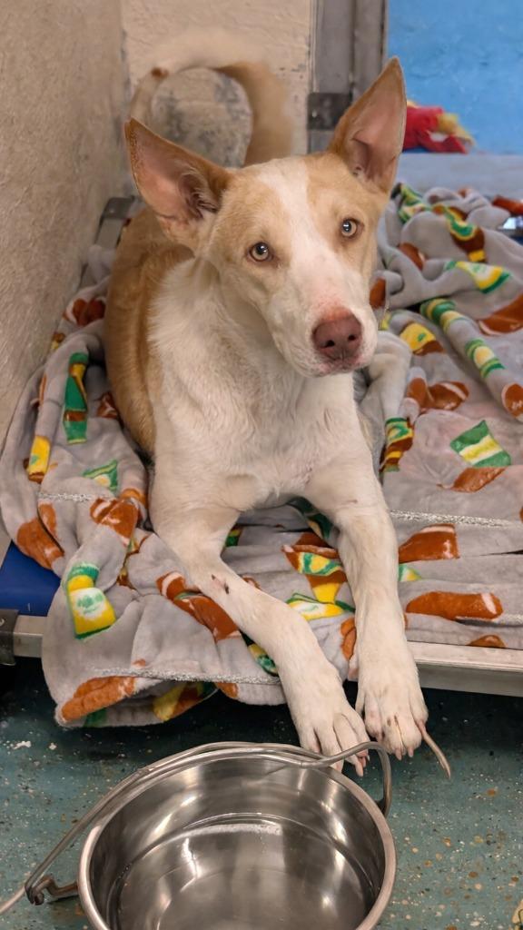 Ruby, Adoptable, Young Female Labrador Retriever & Mixed Breed.