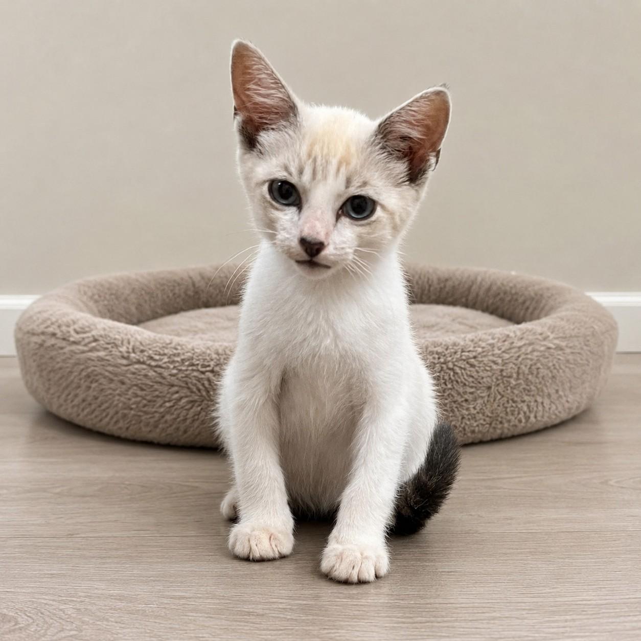 Enlarge Hansel, a Adoptable mixed breed in Hillsboro, TX image 1/6