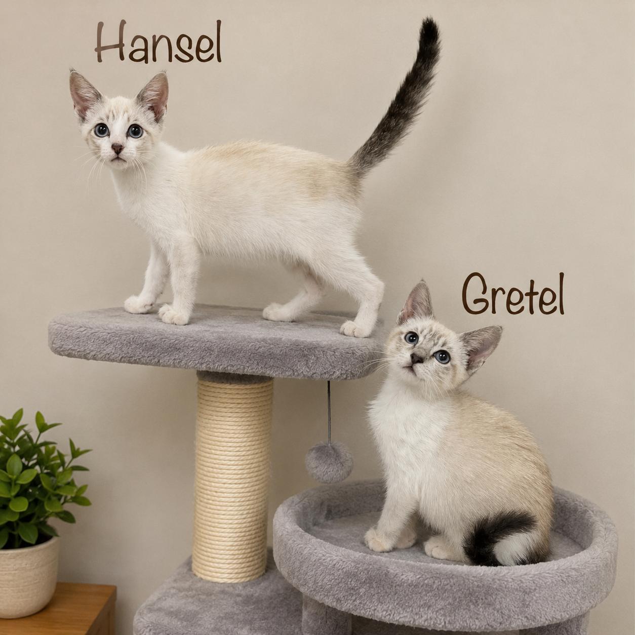 Enlarge Hansel, a Adoptable mixed breed in Hillsboro, TX image 3/6