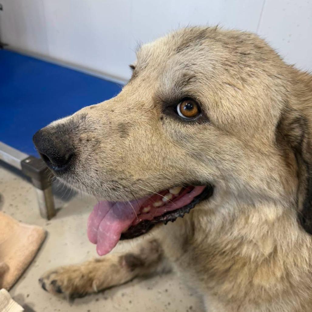 Enlarge Clyde, a Adoptable Great Pyrenees in Bendena, KS image 1/1