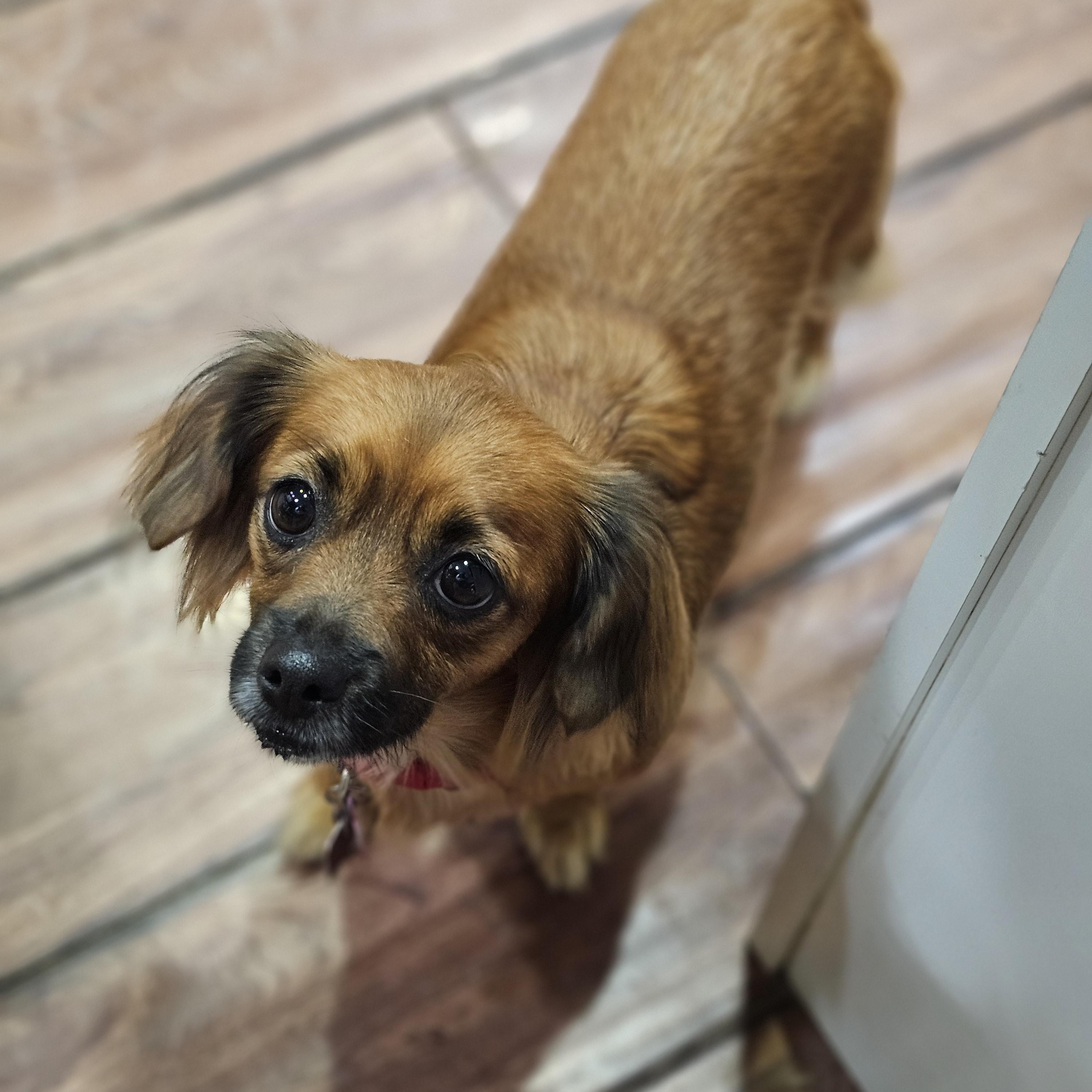 Enlarge Ginger, a ADOPTABLE mixed breed in O Fallon, IL image 4/5